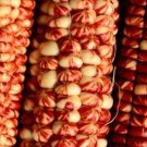 Parching Starburst Manna Flour Corn Seeds Vegetable Seeds Seed Packets