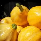 Lemon Summer Squash Seeds Vegetable Seeds Seed Packets Unusual Novelty