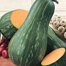 Winter Squash Lunga Di Napoli Italian Squash 10 Seeds Zucca Long Of Naples Long Pumpkin Of Naples Hu