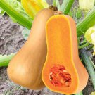 Winter Squash Bugle Improved Butternut Seeds Vegetable Seeds
