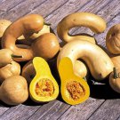 Canada Crookneck Winter Squash Seeds Vegetable Seeds Seed Packets Iroquois