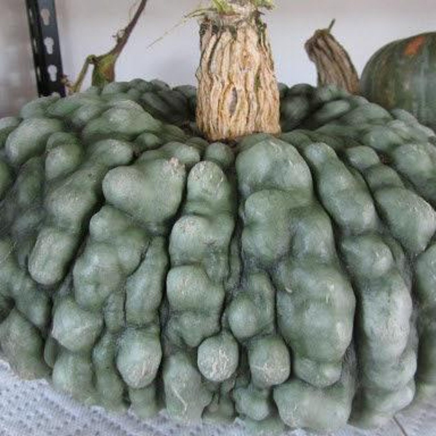 Marina Di Chioggia Pumpkin Seeds Vegetable Seeds Seed Packets Italian