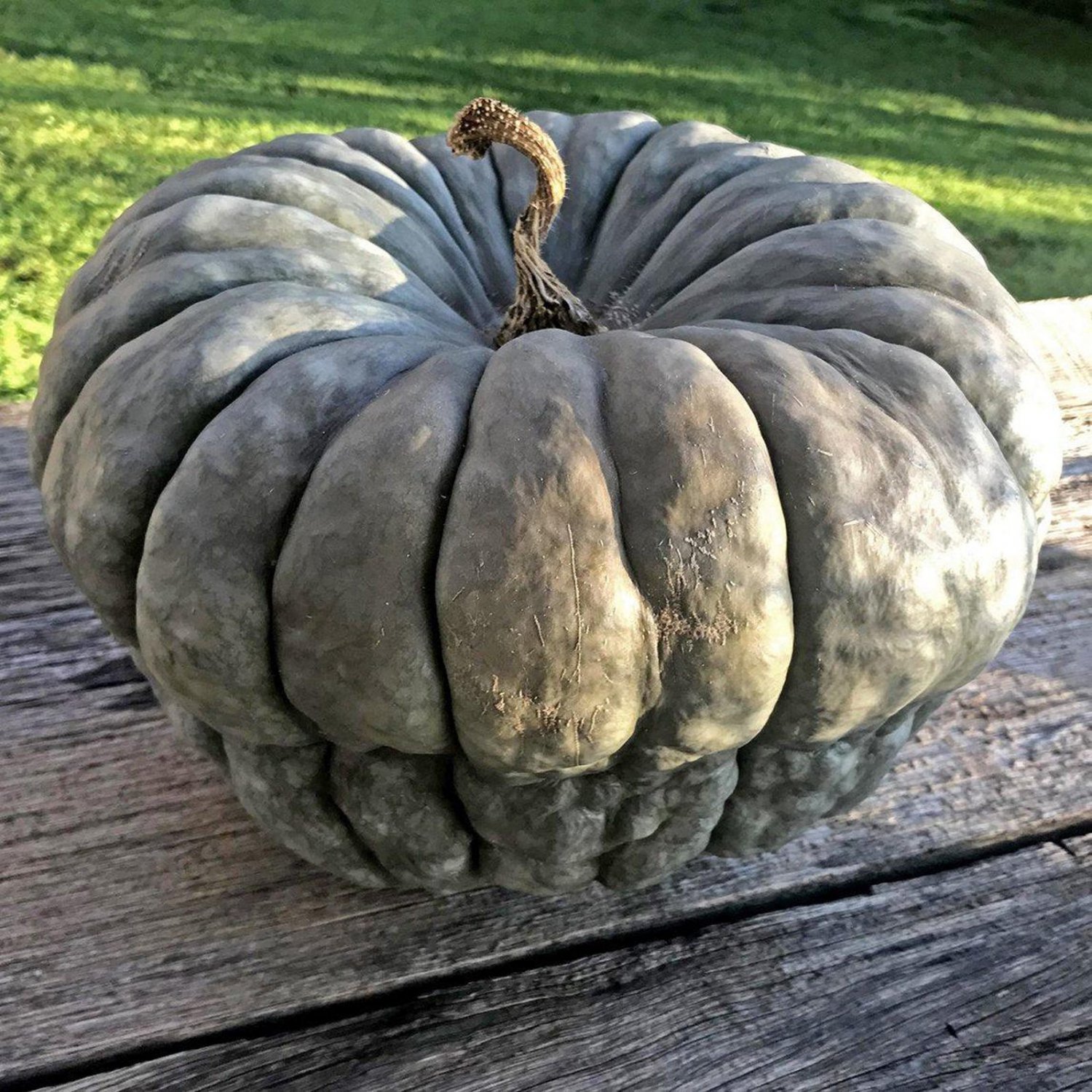 Queensland Blue Pumpkin Winter Squash Seeds Vegetable Seeds Seed Packets