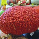 Red Warty Thing Pumpkin Seeds Vegetable Seeds Seed Packets Decorative Squash