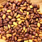 Paiute Gold Tepary Bush Bean 60 Seeds Seeds Vegetable Seeds