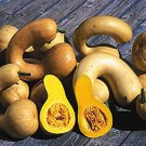 Pennsylvania Dutch Crookneck Winter Squash Seeds Grown To Organic Standards Swan Neck