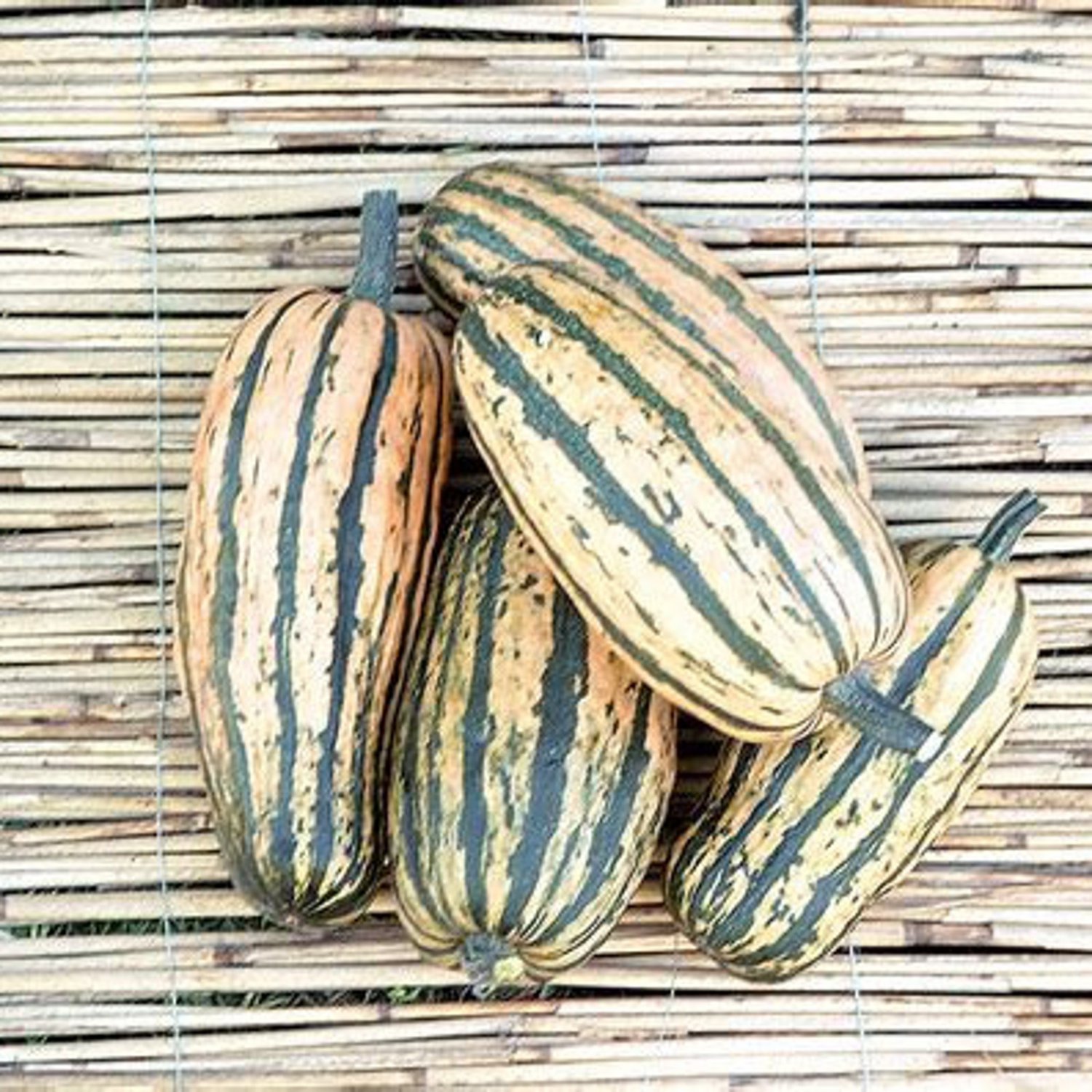 Honeyboat Delicata Winter Squash Seeds Naturally Grown Super Sweet
