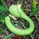 Tromboncino Summer Squash Seeds Vegetable Seeds Seed Packets Italian