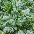 Bloomsdale Long Standing Spinach