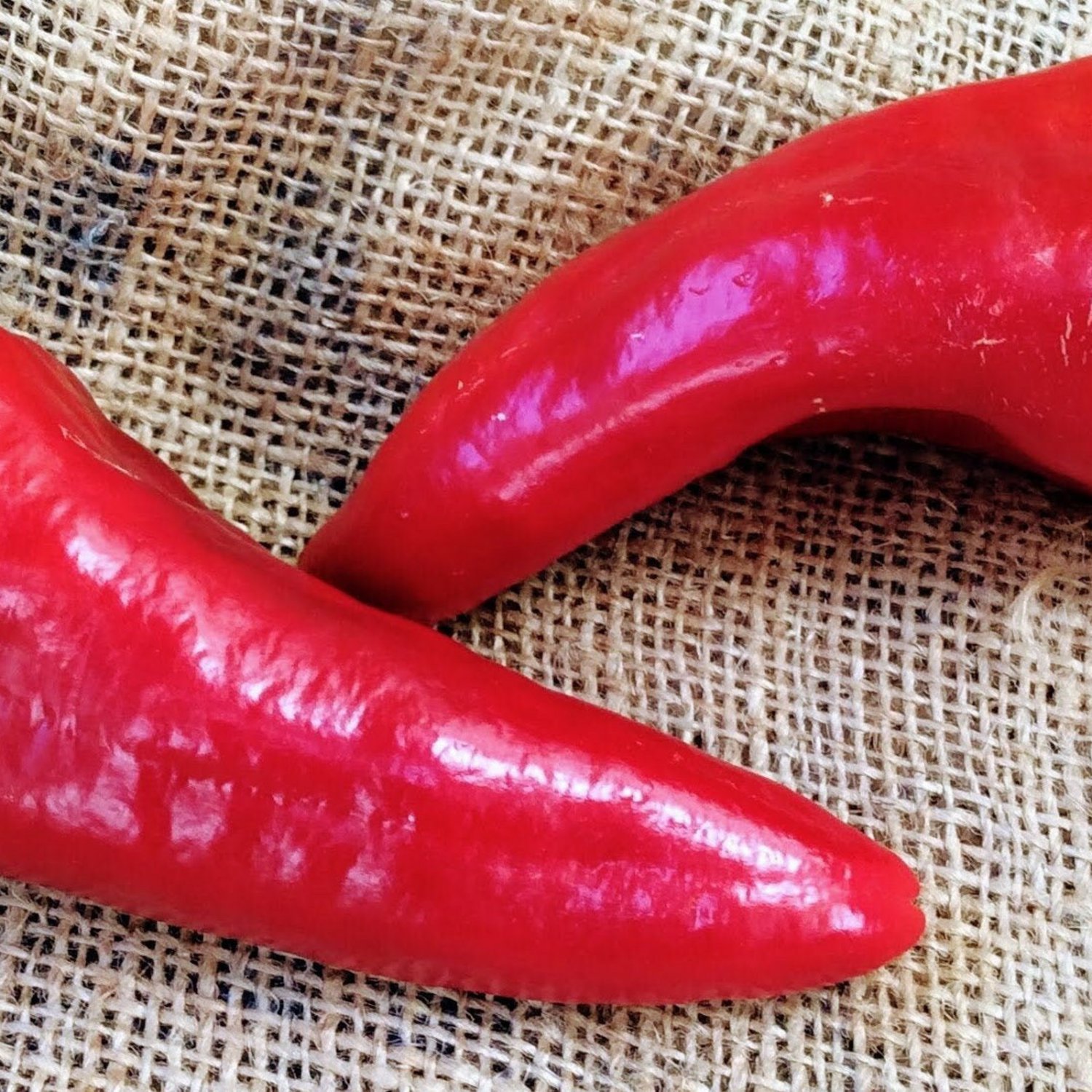 Beaver Dam Mild Hot Pepper Hungarian Seed Organically Grown Short Seasom Adapted Eating Roasting Sal