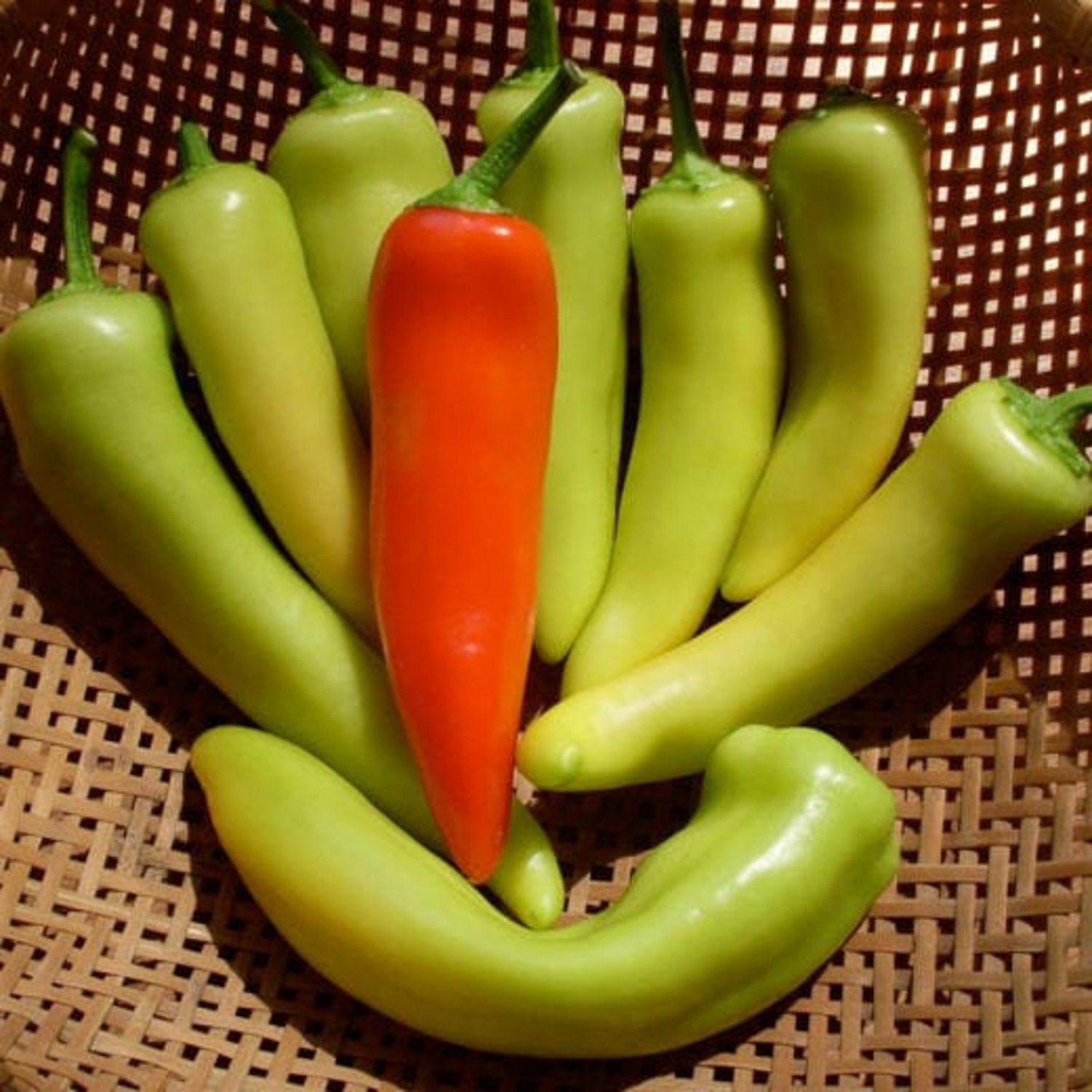 Gabi Hot Wax Hot Pepper Larger Size Hungarian Hot Wax Pepper Seeds Organically & Naturally Grown