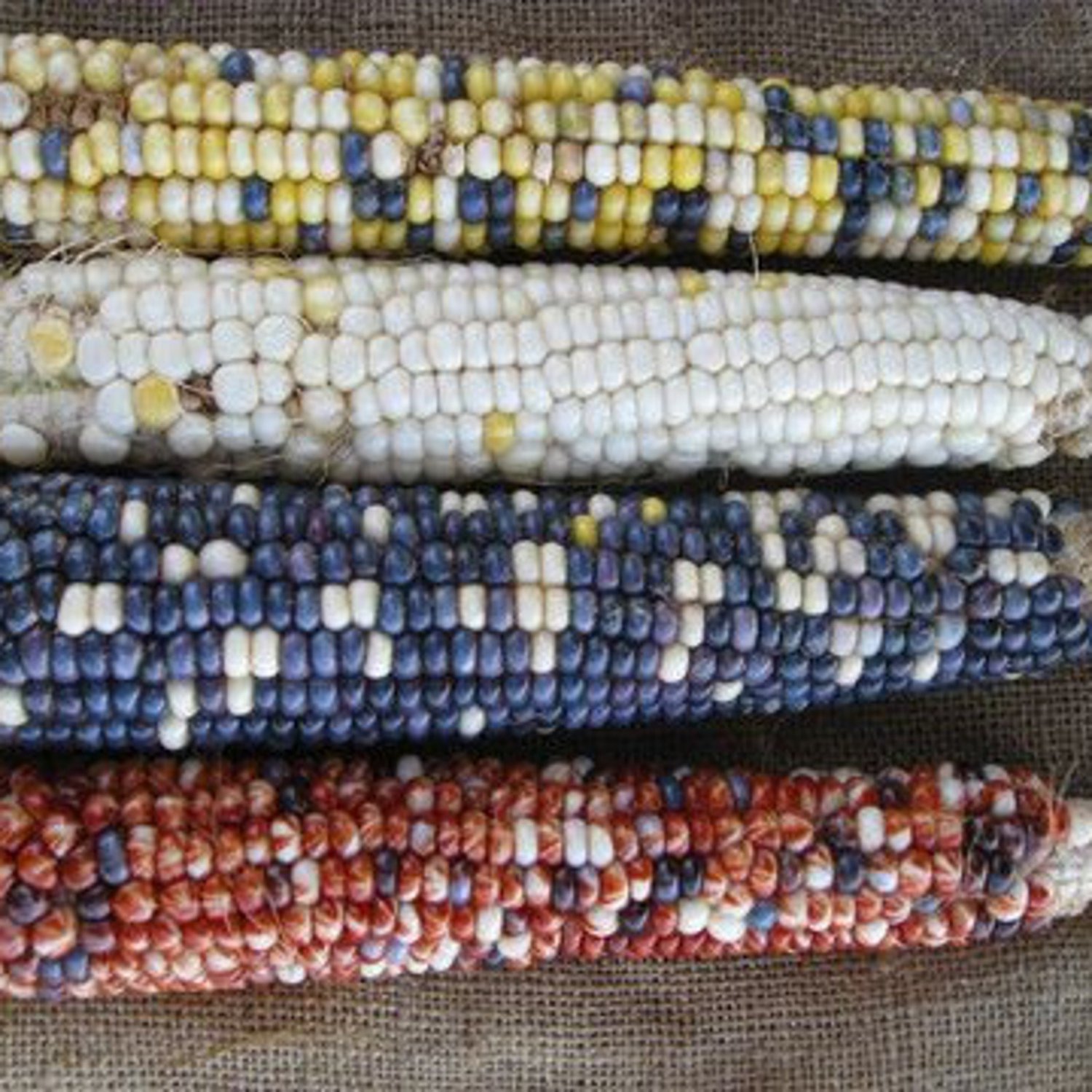 Casados Multicolor Flour Flint Corn Seeds Short Season High Altitude Adapted