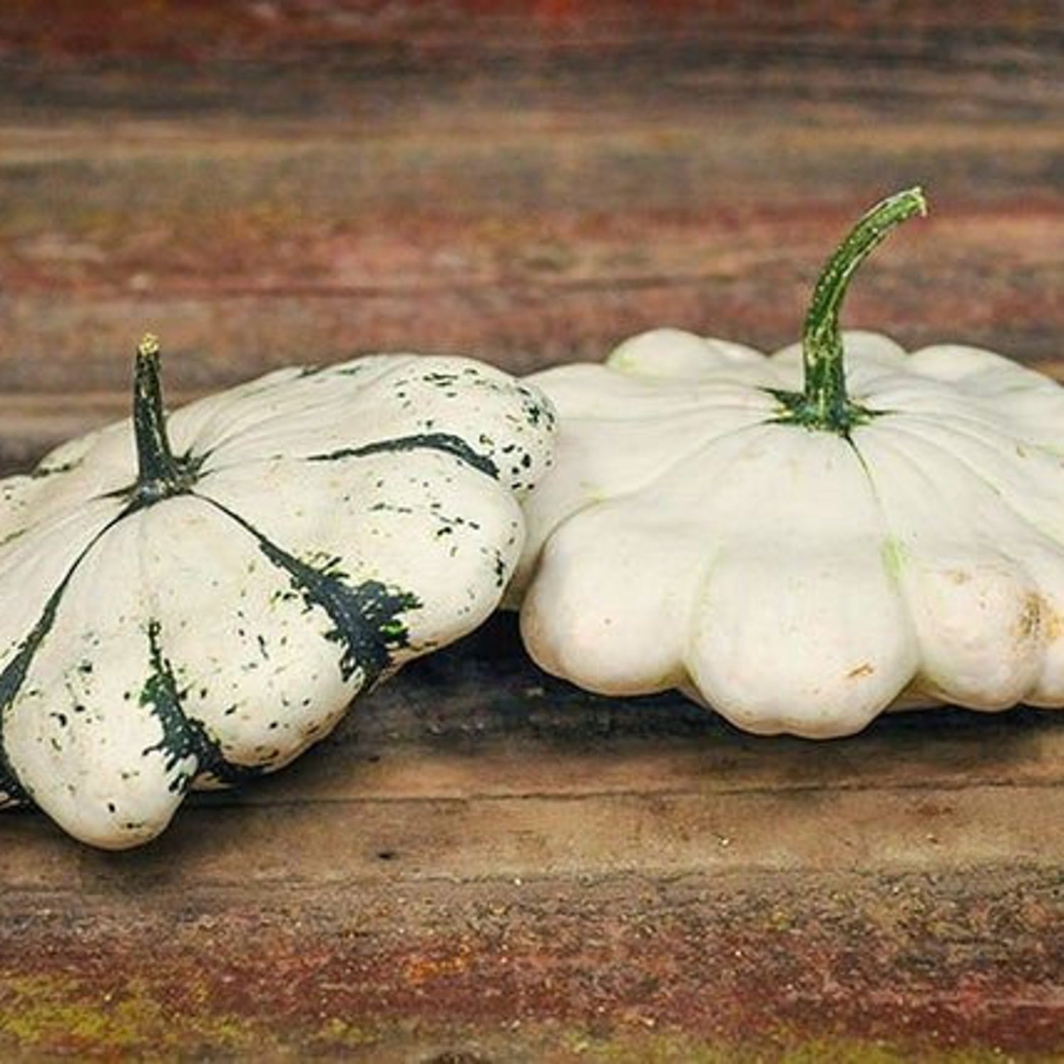 Cream And Green Summer Squash Seeds Aka Pattison Panache Jaune Et Vert Scallop Squash