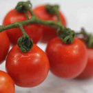 Principe Borghese Tomato Italian Drying Tomato Seeds Grown To Organic Standards