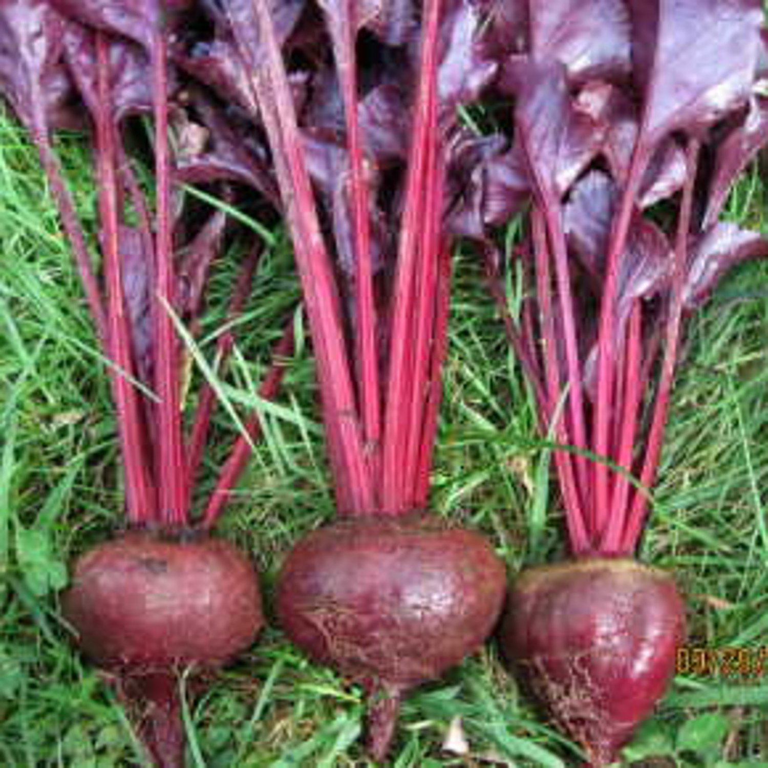 Beets Bull"S Blood Beet Seeds Vegetable Seeds
