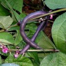 Purple Podded Pole Beans Ozark Seeds Grown To Organic Standards Stringless