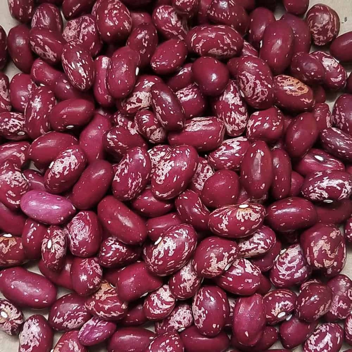 Whipple Dry Bush Bean Pacific Northwest Seeds Grown To Organic Standards Hard To Find