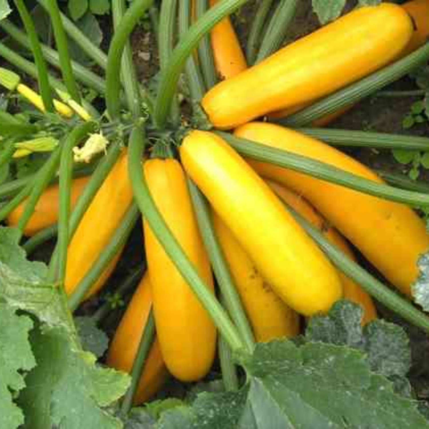 Golden Zucchini Bush Summer Squash Seeds Vegetable Seeds Seed Packets