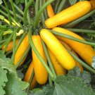 Golden Zucchini Bush Summer Squash Seeds Vegetable Seeds Seed Packets