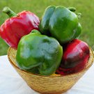 California Wonder 300 Sweet Bell Pepper