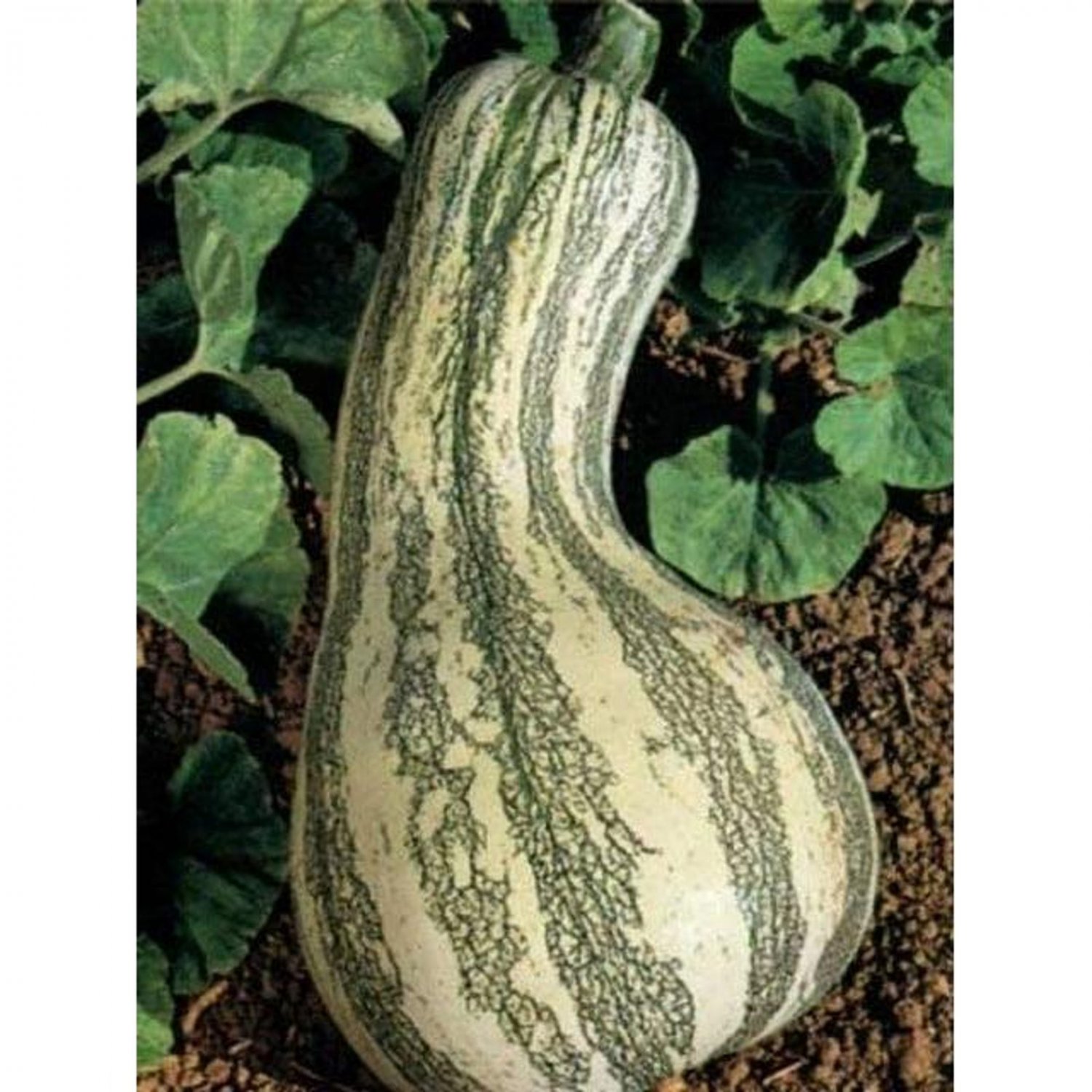 Green Striped Cushaw Winter Squash Southwest Seeds Vegetable Seeds Seed Packet
