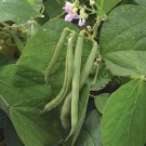 Provider Bush Green Bean Seeds Grown To Organic Standards Er Favorite