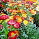 Strawflower Dwarf Mix Seeds Flower Seeds Cut Flower Dried Flower Everlasting Flower Flower Mix Dwarf