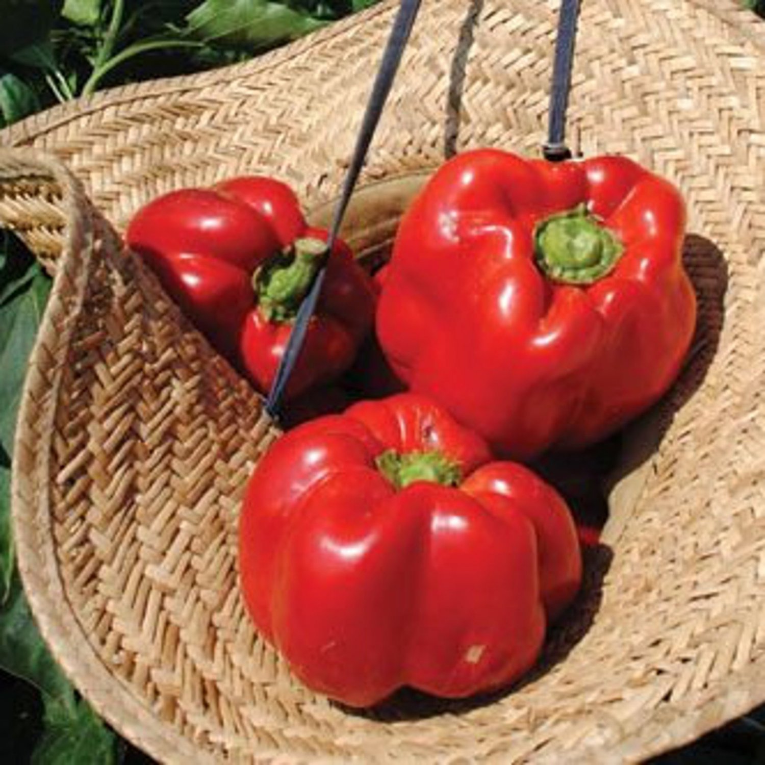 Bullnose Sweet Bell Pepper