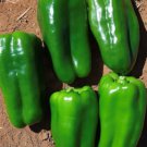Cascadura Sweet Pepper Brazilian Sweet Pepper Seed Naturally Grown Super Productive Mild Ancho Flavo