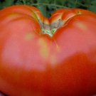 Cosmonaut Volkov Tomato Seeds Vegetable Seeds Seed Packets Russian