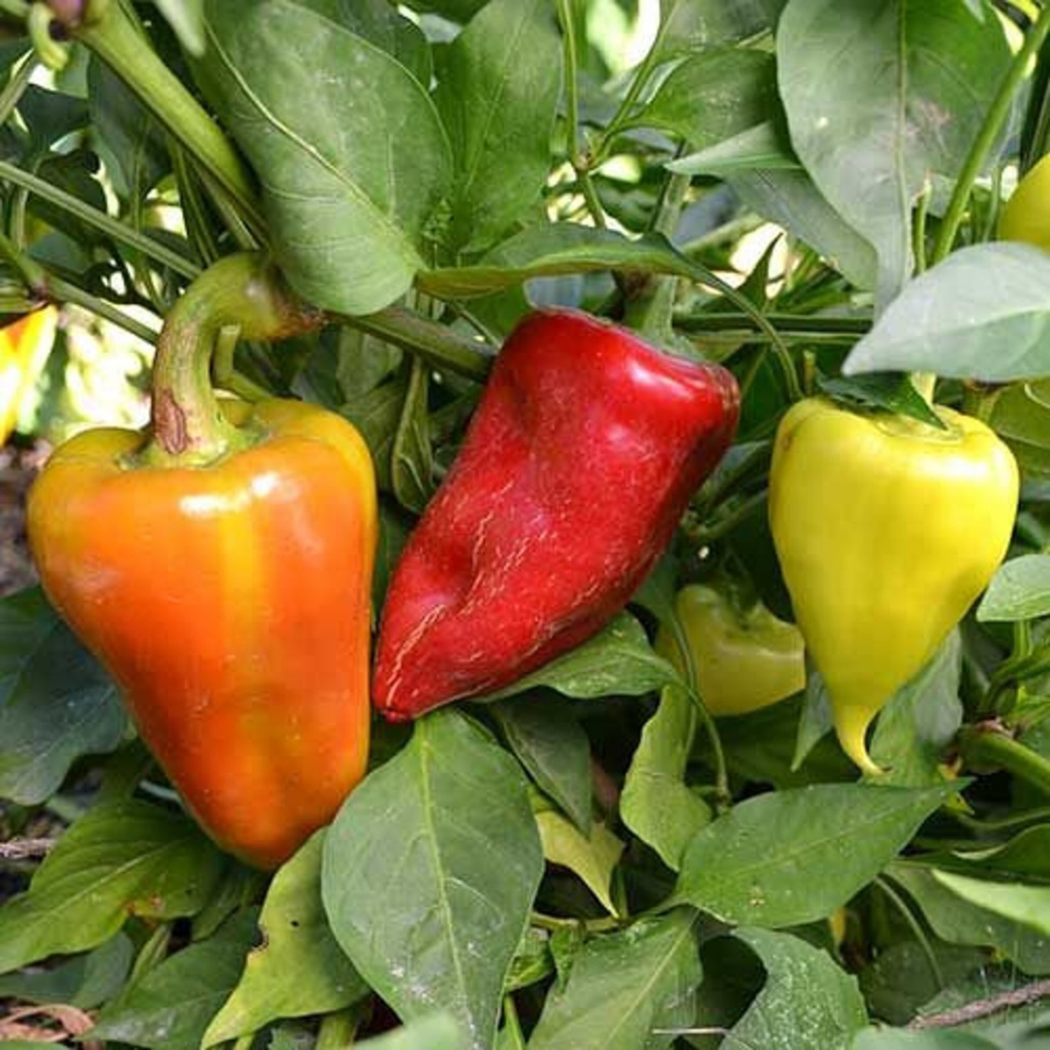 Sweet Pepper Russian Sweet Pepper Seeds Naturally Grown