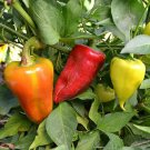 Sweet Pepper Russian Sweet Pepper Seeds Naturally Grown