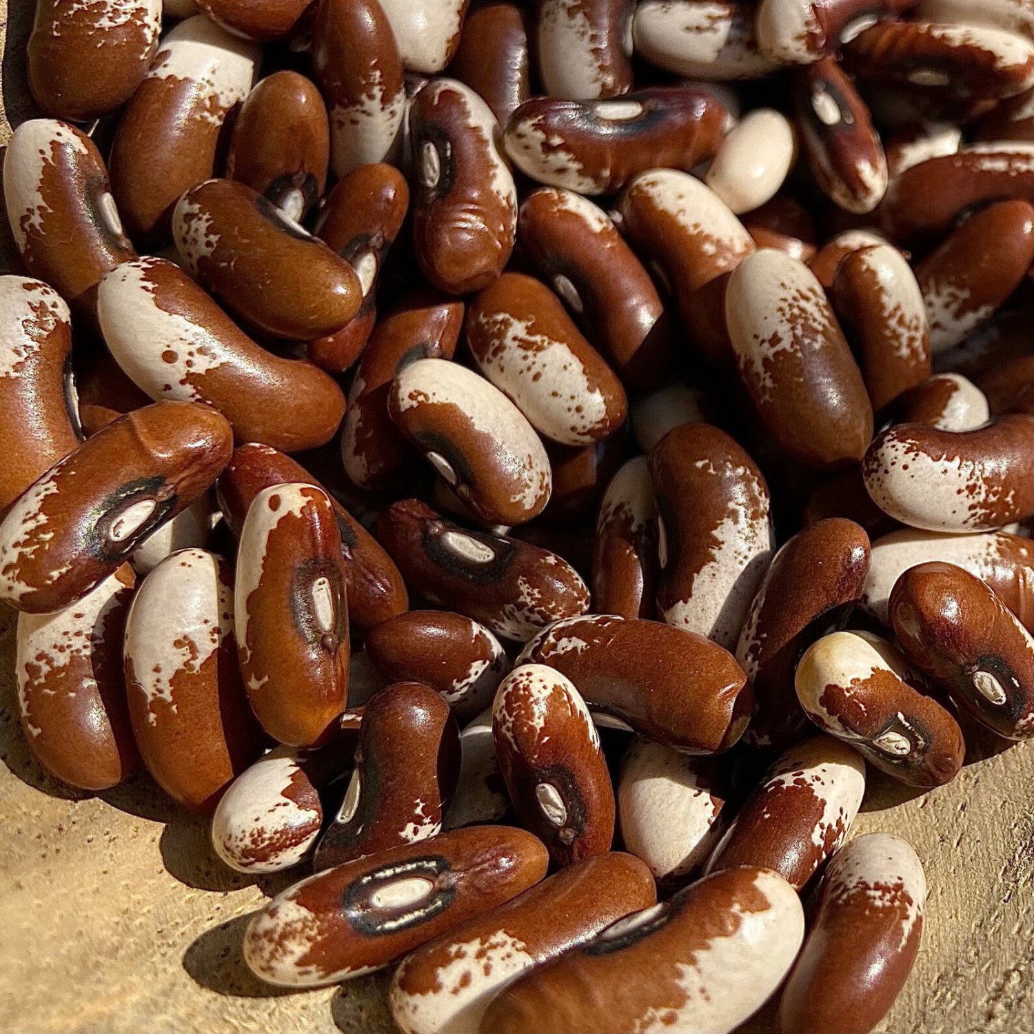 Painted Pony Bush Bean Seeds Grown To Organic Standards Eye Catching Glossy Pattern