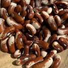 Painted Pony Bush Bean Seeds Grown To Organic Standards Eye Catching Glossy Pattern