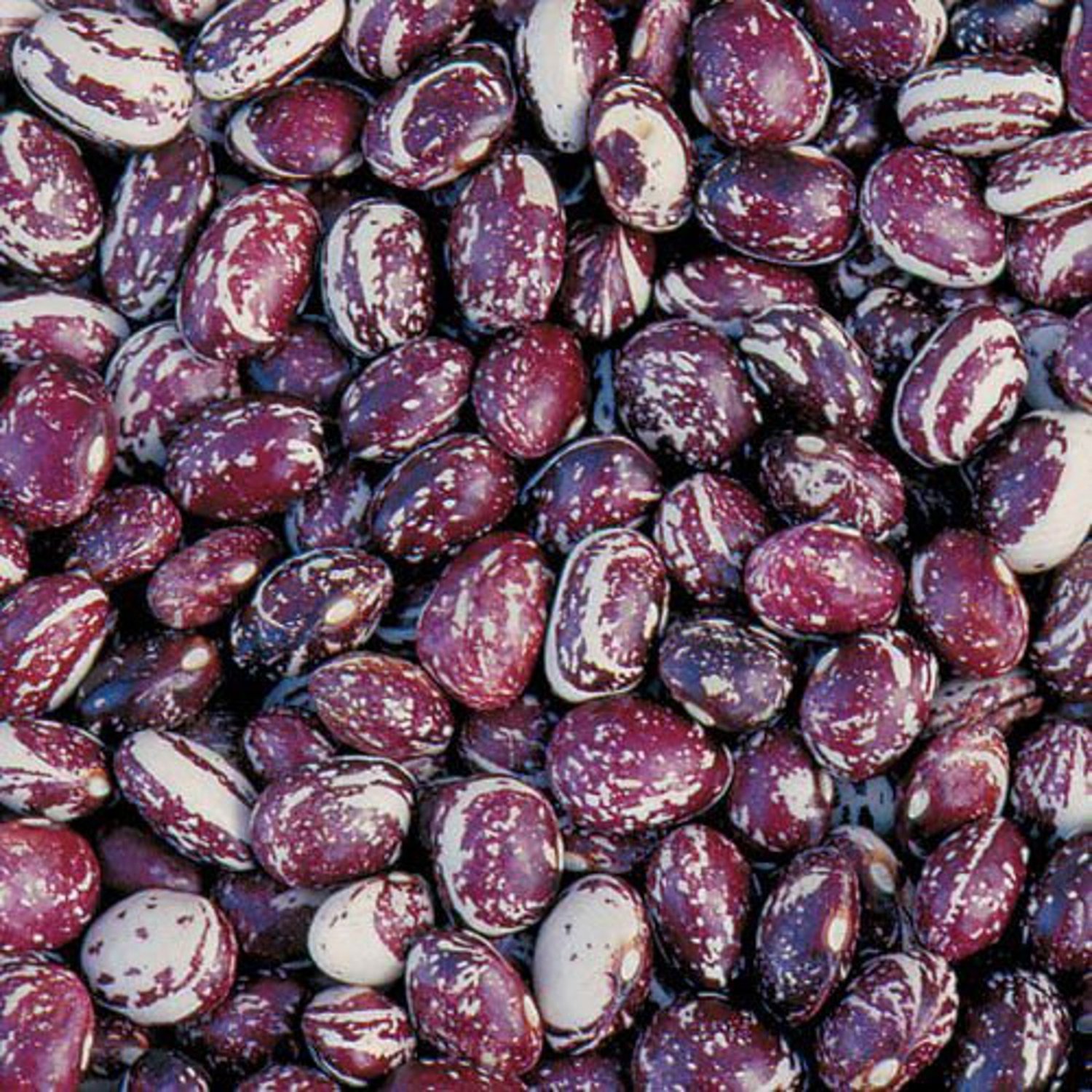 Good Mother Stallard Pole Dry Bean Seeds Grown To Organic Standards Soups Swirl Color