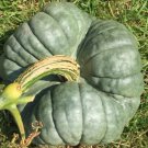 Triamble Squash Winter Squash Australian Seeds Vegetable Seeds Seed Packets