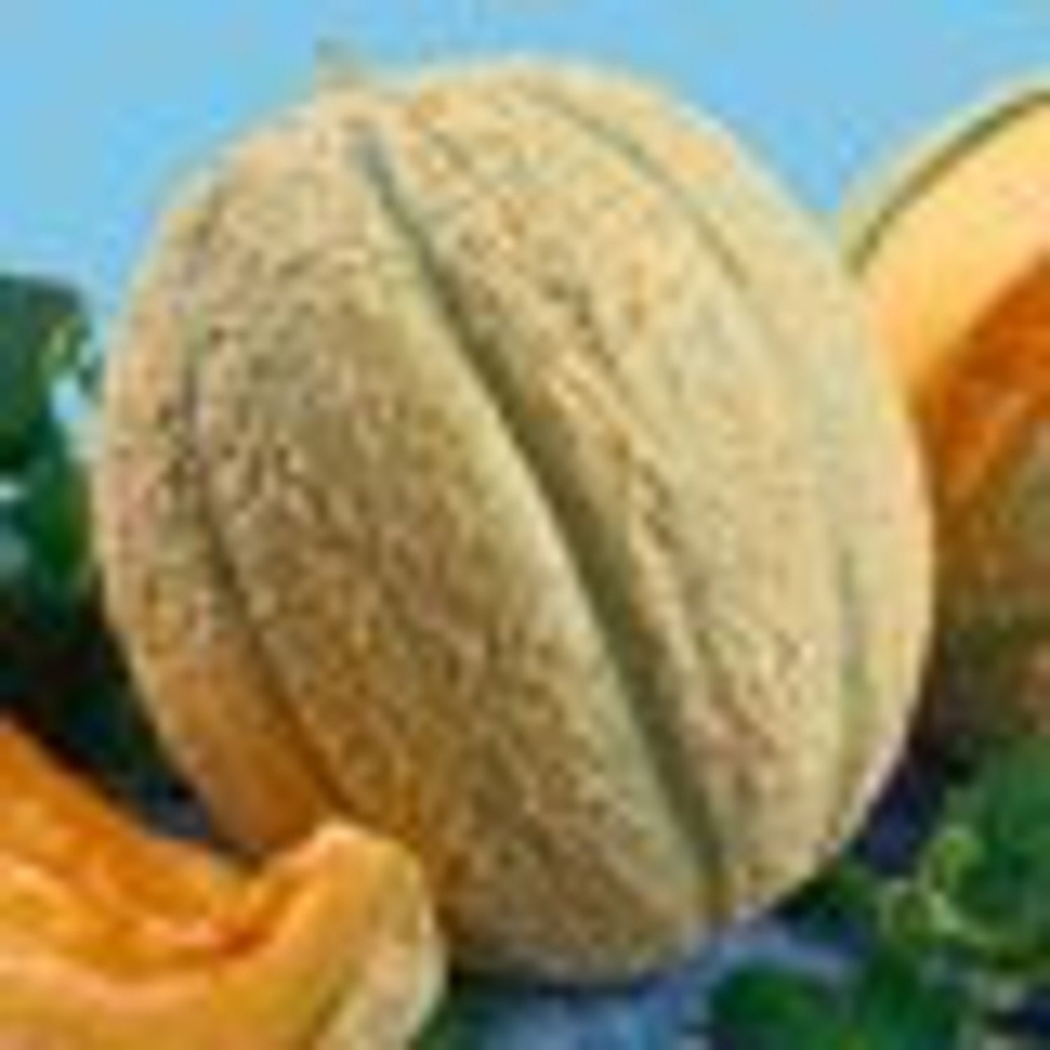 Schoons Hard Shell Muskmelon Seeds Apricot Fleshed Musk Melon Sweet Tasty Melon