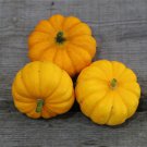 Jack Be Little Miniature Pumpkin Cucurbita Pepo