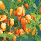 Orange Haberno Hot Pepper South American Hot Pepper Seeds Naturally Grown Very Hot Pepper Sauces Ste