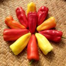 Gypsy Queens Sweet Pepper Seeds Seeds Vegetable Seeds
