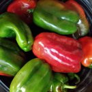 Napolean Bell Pepper Sweet Pepper Organic Seeds Early Bell Pepper Green Turning Red