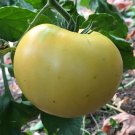 Great White Beefsteak Tomato Best White Tomato Seeds Grown To Organic Standards