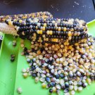 Makoshika Popcorn Seeds High Altitude South American Popcorn Rare Seeds Flint Corn