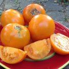 Amish Gold Slicer Tomato 20 Seeds Grown To Organic Standards