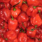 Red Haberno Hot Pepper Seeds Seeds Hot Pepper Naturally Grown