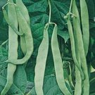Northeaster Pole Green Bean Aka Kwintus Seeds Grown To Organic Standard Earliest Romano