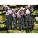 Montana Morado Maize Flour Corn Seeds Dave Christiansen Bred Short Season Adapted Purple