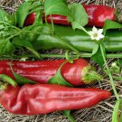 Hot Pepper Big Jim Numex Pepper Seeds Seeds Vegetable Seeds