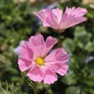 Sea Shells Mix Cosmos Flower Seeds Seeds Cut Flowers Butterfly Pollinator Friendly