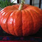 Rouge Vif DEtampes Winter Squash Pumpkin Seeds Aka Cinderella Pumpkin C. Maxima Vivid Red Rare Frenc